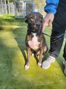 Apollo simil amstaff Apollo simil amstaff