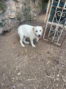Malu cucciolo cieco Malu cucciolo cieco