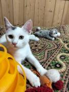 Oreste gattino Oreste gattino