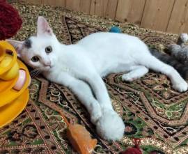 Oreste gattino Oreste gattino