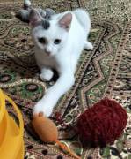 Oreste gattino Oreste gattino