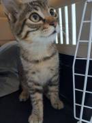 Tao gattino