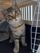 Tao gattino