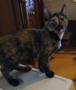 Tarty gattina Tarty gattina