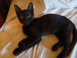 Pepe gattino 