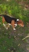 Bruno mix beagle bassotto Bruno mix beagle bassotto