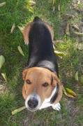 Bruno mix beagle bassotto Bruno mix beagle bassotto