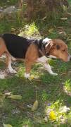 Bruno mix beagle bassotto Bruno mix beagle bassotto