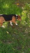 Bruno mix beagle bassotto Bruno mix beagle bassotto