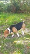 Bruno mix beagle bassotto Bruno mix beagle bassotto