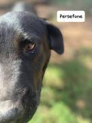 Persefone mix labrador Persefone mix labrador