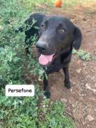 Persefone mix labrador Persefone mix labrador