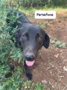 Persefone mix labrador Persefone mix labrador