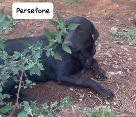 Persefone mix labrador Persefone mix labrador