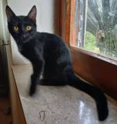 Puma gattino Puma gattino