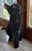 Puma gattino Puma gattino