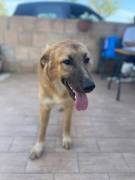 Tonino cucciolo 