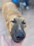 Tonino cucciolo 