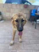 Tonino cucciolo 