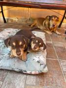 Cuccioli in cerca di famiglia 