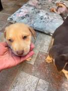 Cuccioli in cerca di famiglia 