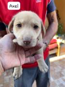 Cuccioli in cerca di famiglia 