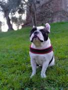 Bellissimo bulldog francese per accopiamento