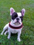 Bellissimo bulldog francese per accopiamento