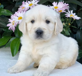 Cuccioli di Golden Retriever