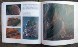 IL PALEOZOICO CARNICO le rocce, i fossili, gli ambienti Ed.Grillo, Udine 1983 perfetto 