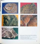 IL PALEOZOICO CARNICO le rocce, i fossili, gli ambienti Ed.Grillo, Udine 1983 perfetto 