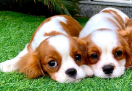 Cavalier king charles spaniel cuccioli