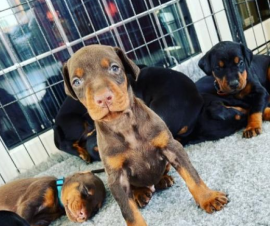 Disponibili cuccioli Dobermann