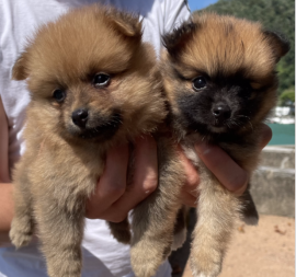 CUCCIOLI Spitz Nano Pomeriani