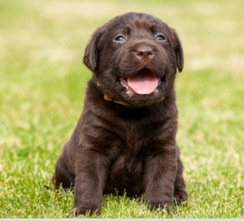 cuccioli di Labrador Retriever