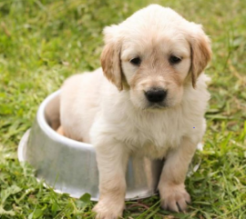 cuccioli di golden retriever