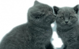 Gattini British shorthair blue