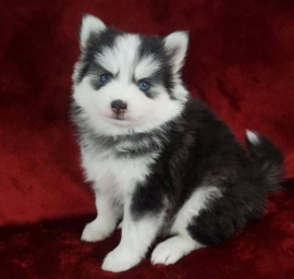 cuccioli Siberian husky  di 2 mesi