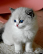 Meravigliosi gattini Ragdoll