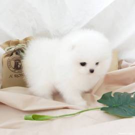 Regalo cucciolo regalo cucciolo regalo volpino pomerania mini toy