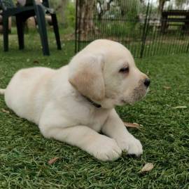 Vendita cucciolo labrador retriever cuccioli neri maschi