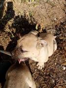 American bully