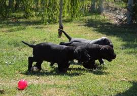 Cuccioli Cane Corso