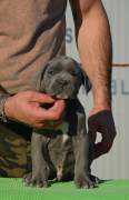 Cuccioli Cane Corso