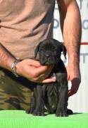 Cuccioli Cane Corso