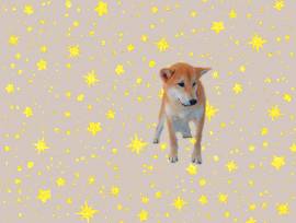 Shiba Inu 