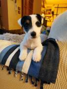 JACK RUSSELL TERRIER