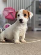 JACK RUSSELL TERRIER