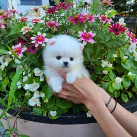 Regalo Splendidi cuccioli di Pomerania 