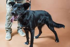 Cucciola di labrador/pastore belga in adozione